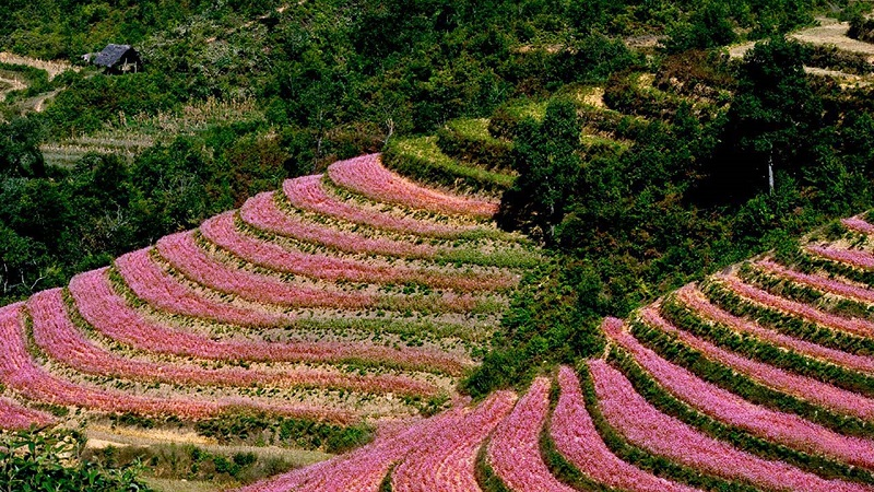 Những cánh đồng hoa tam giác mạch tạo nên sức hút riêng cho du lịch Hà Giang.