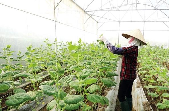 Các địa phương Hà Nội đẩy mạnh chuyển đổi số, xây dựng thôn thông minh nhằm nâng cao hiệu quả quản lý và phục vụ người dân.