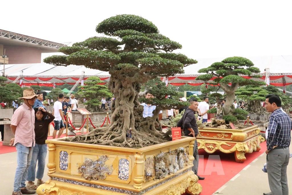 Cây cảnh, bonsai và các loại sinh vật cảnh không chỉ mang giá trị nghệ thuật mà còn trở thành ngành kinh tế sinh thái giàu tiềm năng tại nhiều địa phương.