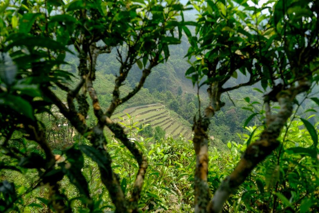 Các cây chè Shan tuyết cổ thụ hàng trăm năm tuổi được người dân địa phương chăm sóc và khai thác theo phương thức truyền thống, góp phần tạo nên hương vị đặc trưng của trà Phìn Hồ.