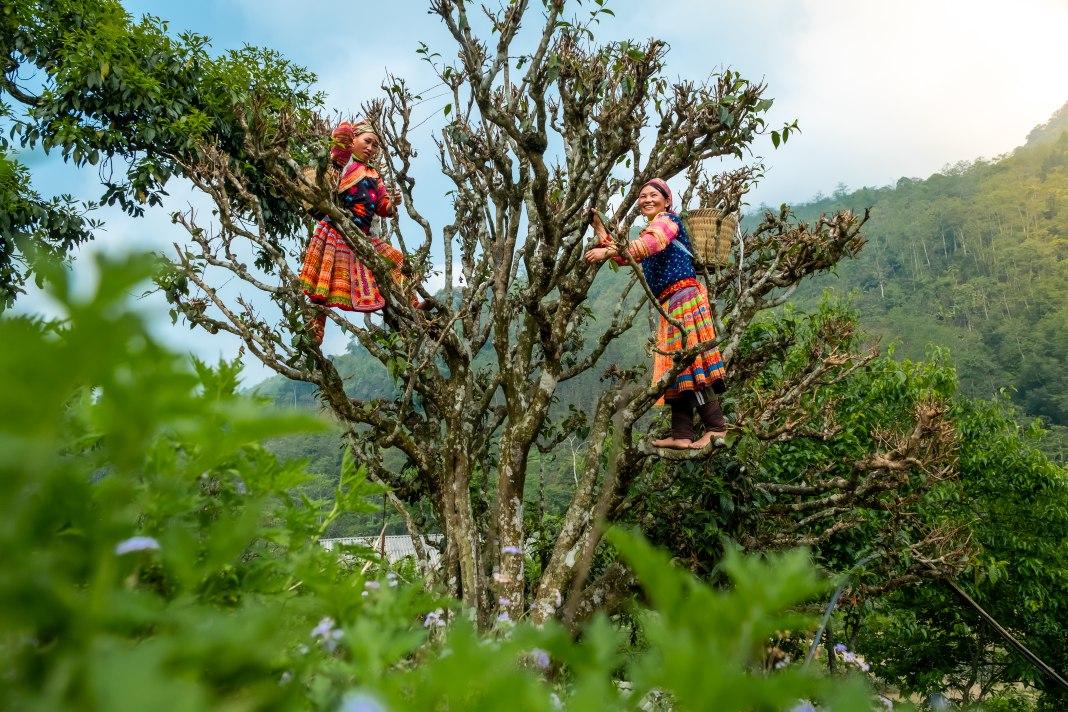 Đồng bào dân tộc Dao tại Hoàng Su Phì thu hái những búp chè non phủ lớp lông tơ trắng đặc trưng của chè Shan tuyết để phục vụ chế biến các dòng trà cao cấp.