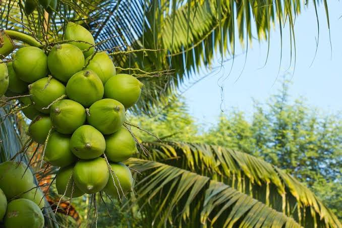 Công ty Lương Quới và bước tiến vào thị trường Halal tỷ USD