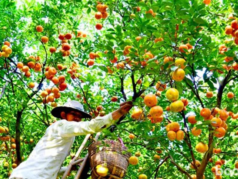 “Câu chuyện lạnh” của nông sản Việt: Từ sau thu hoạch đến siêu thị quốc tế