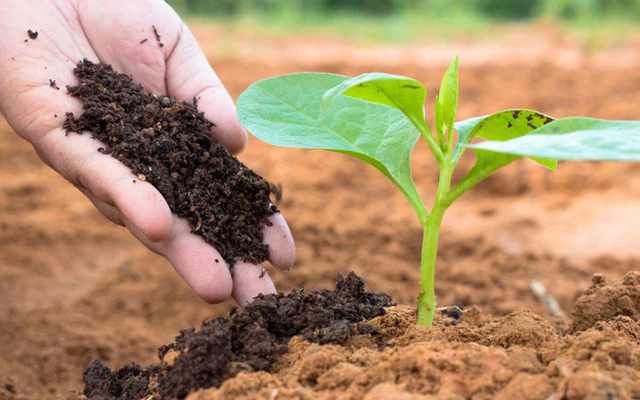 Phân bón hữu cơ và sinh học ngày càng được quan tâm trong xu hướng phát triển nông nghiệp xanh, bảo vệ sức khỏe đất.