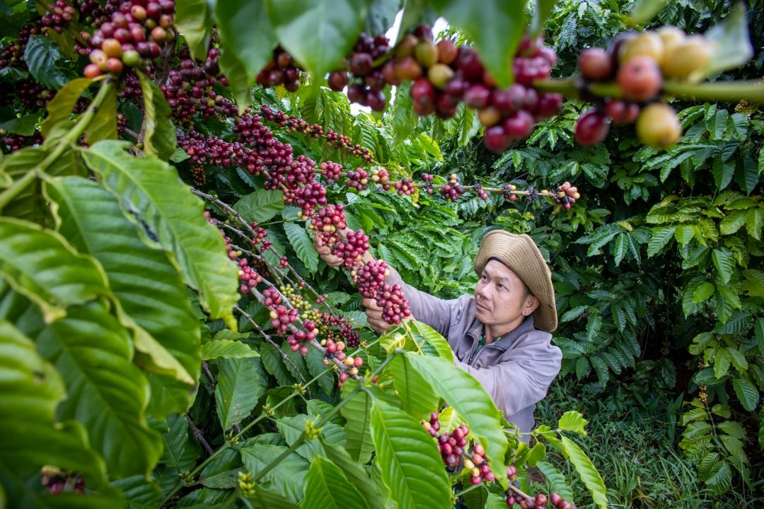 Cuộc đua mới của doanh nghiệp cà phê: Ai giữ được nhiều giá trị hơn từ mỗi hạt cà phê?