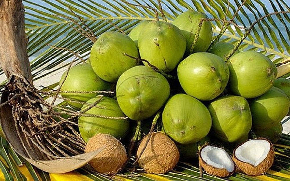 Ngành dừa Việt Nam: Khi lợi thế không còn nằm ở vườn cây