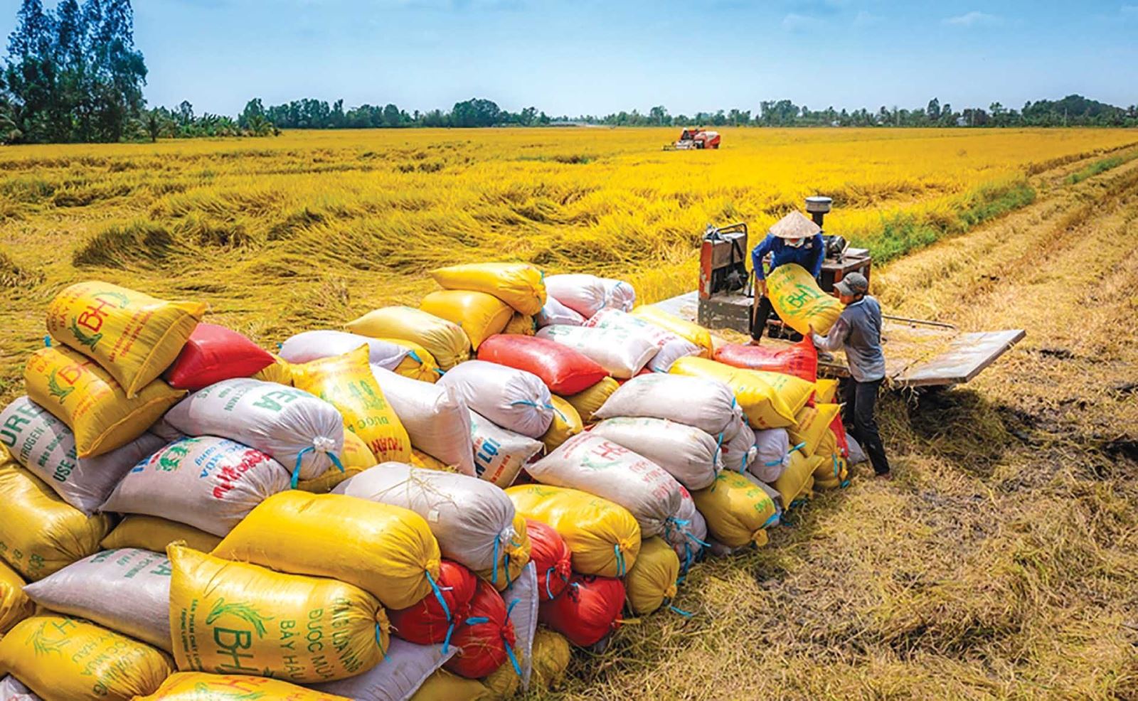 Gạo Việt trong cuộc đua chất lượng: Không còn là câu chuyện sản lượng