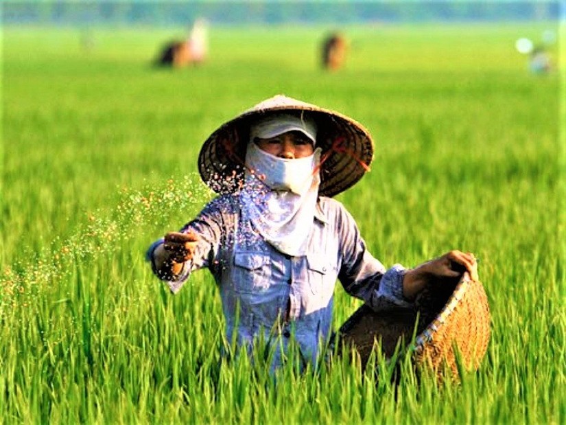 Phân bón Việt Nam trước áp lực xanh hóa: Cuộc đua mới ngoài giá bán