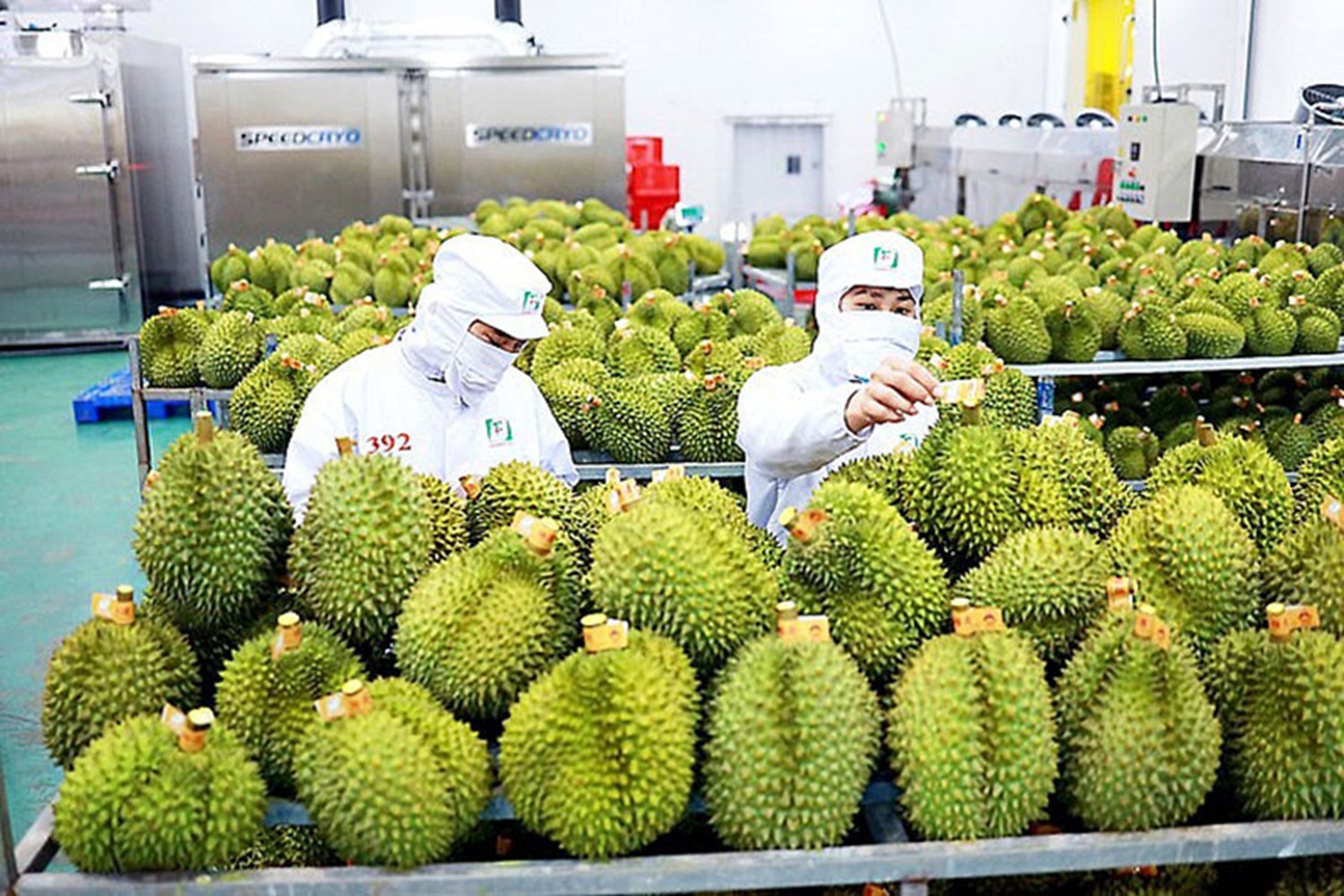 Sầu riêng dẫn dắt tăng trưởng, xuất khẩu rau quả tăng gần 18% trong 6 tháng đầu năm