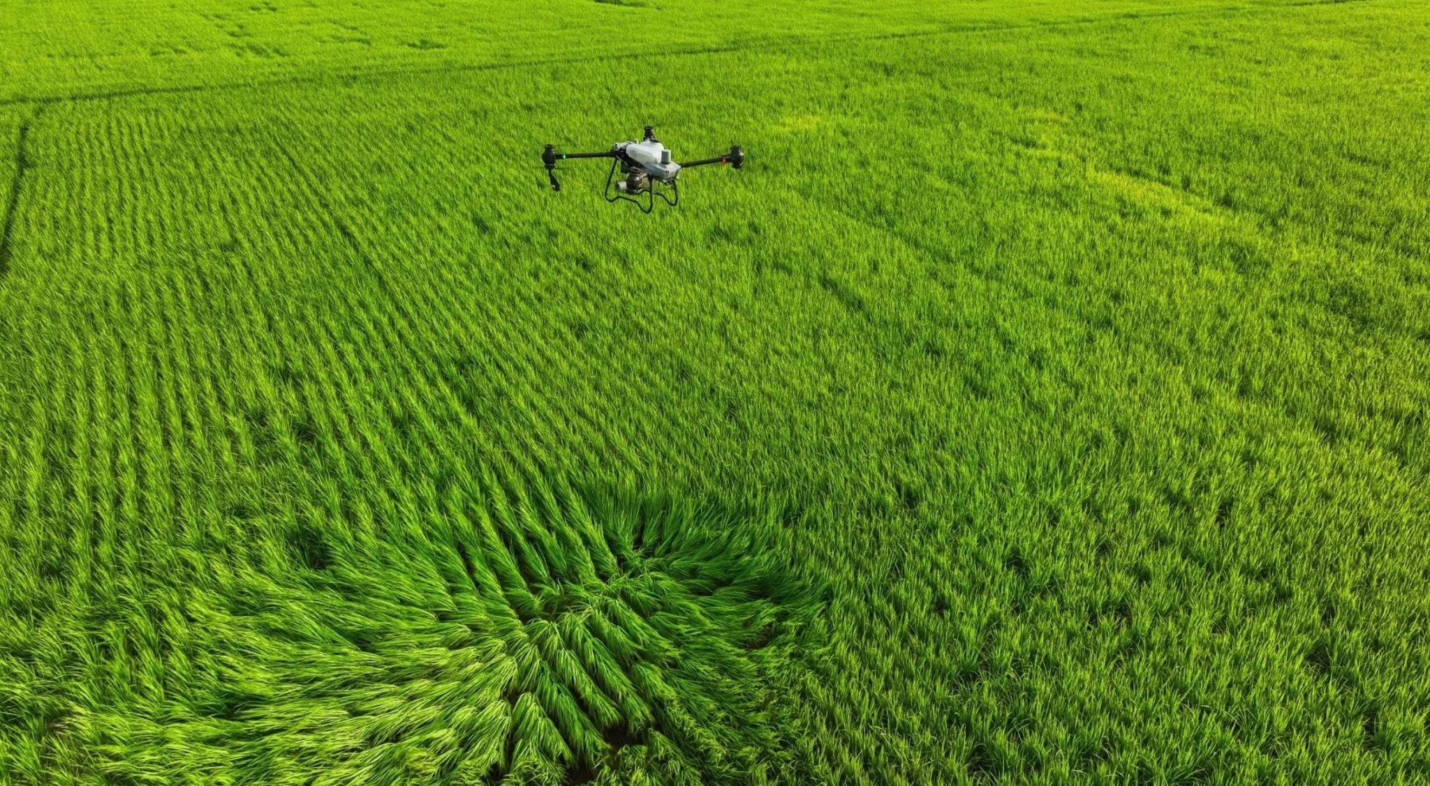 Drone nông nghiệp: Từ thiết bị phun thuốc đến “bộ não” quản lý cánh đồng bằng AI