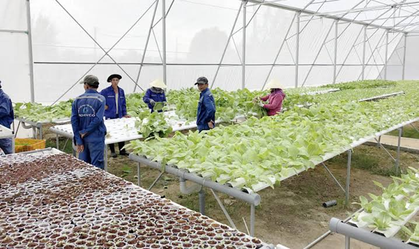 Đà Nẵng dành 150 tỷ đồng mỗi năm thúc đẩy nông nghiệp công nghệ cao