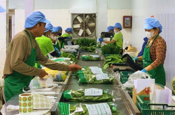 Sơ chế và đóng gói rau sạch trước khi đưa ra thị trường của HTX Rau quả sạch Chúc Sơn