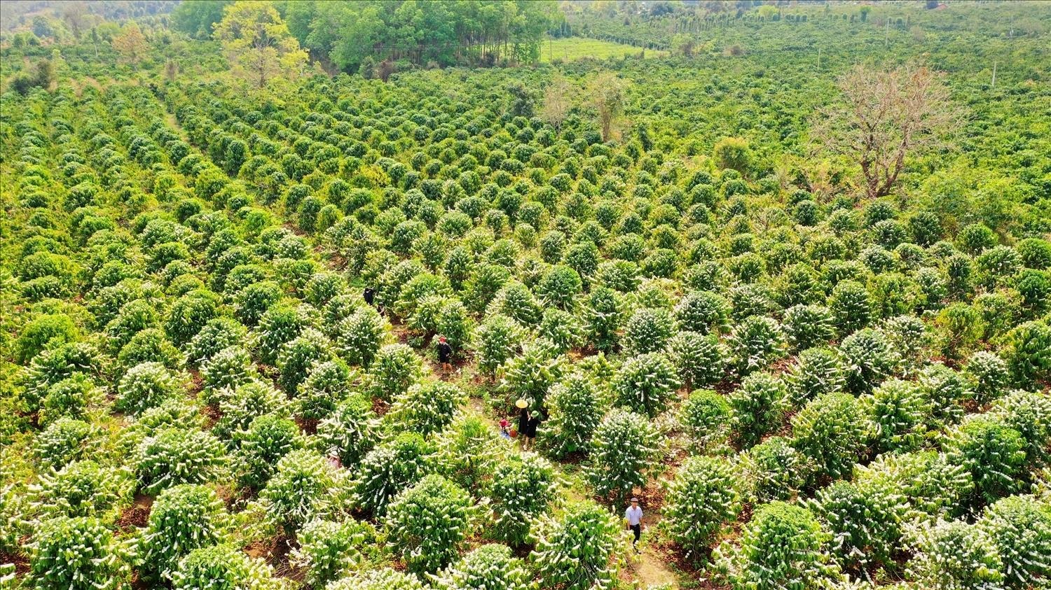 Nông sản Việt bước vào cuộc đua thương hiệu: Thoát khỏi “cái bóng” hàng hóa giá rẻ