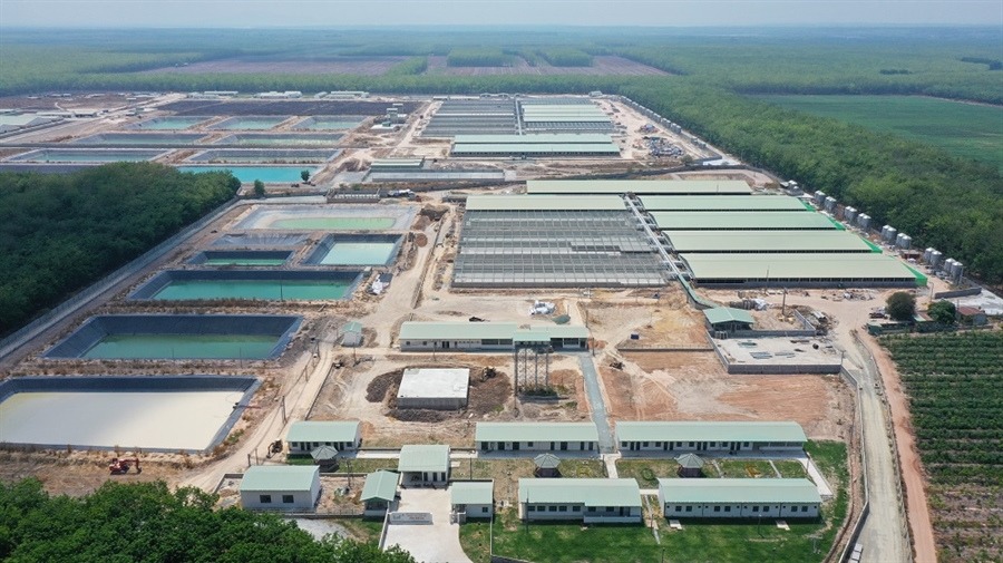 BAF Việt Nam tăng tốc mở rộng chuỗi chăn nuôi, sản lượng heo bán ra tăng mạnh trong nửa đầu năm 2026