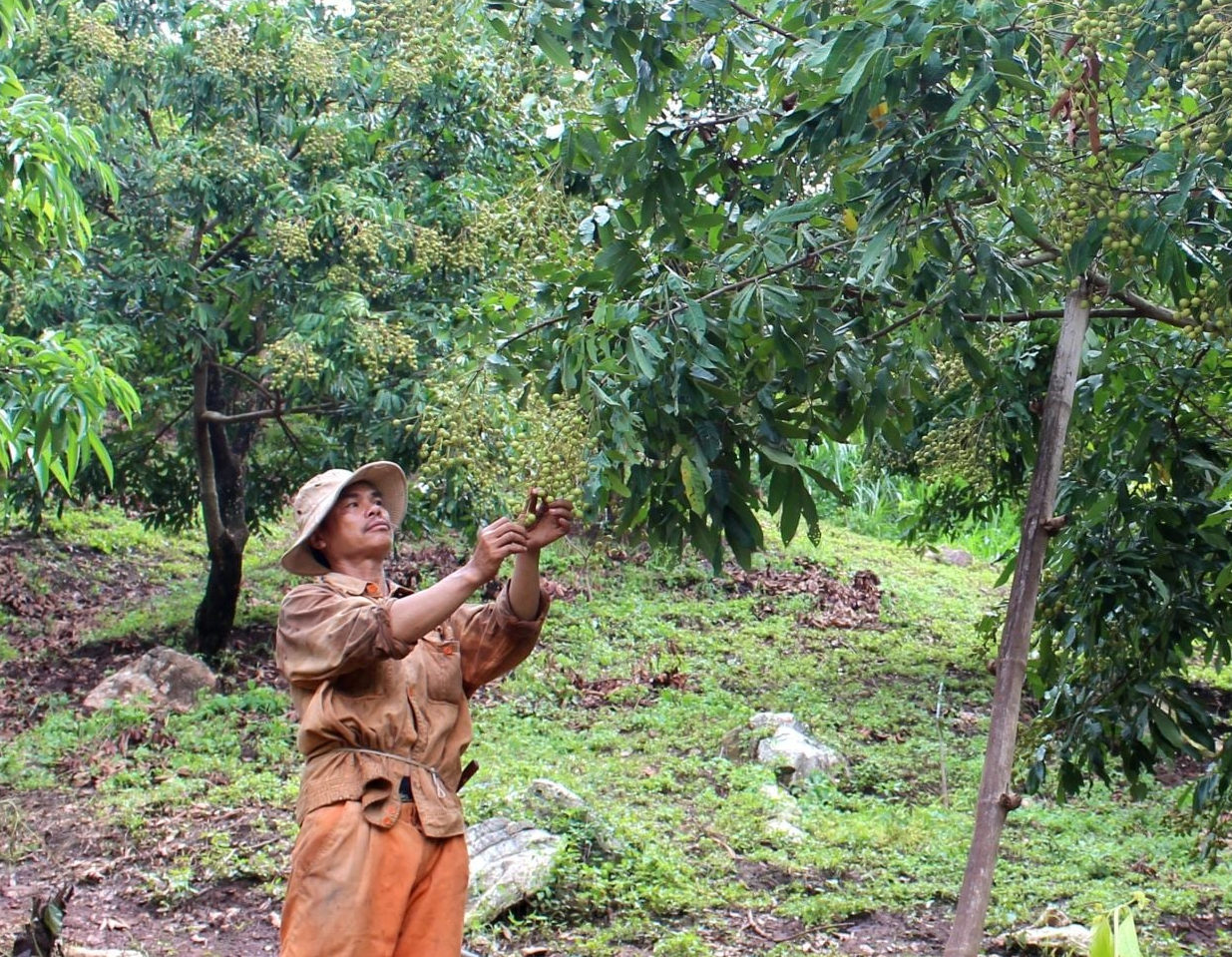 Người dân xã Púng Bánh chăm sóc vườn nhãn trên đất dốc, mô hình chuyển đổi cây trồng mang lại hiệu quả kinh tế, góp phần nâng cao thu nhập và thúc đẩy xây dựng nông thôn mới.