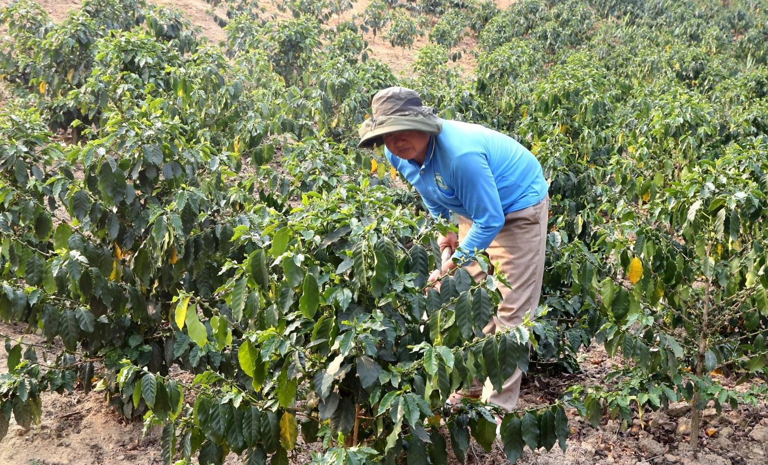 Nông dân xã Púng Bánh chăm sóc diện tích cà phê theo hướng sản xuất hàng hóa, nâng cao giá trị nông sản và phát triển kinh tế nông thôn bền vững.