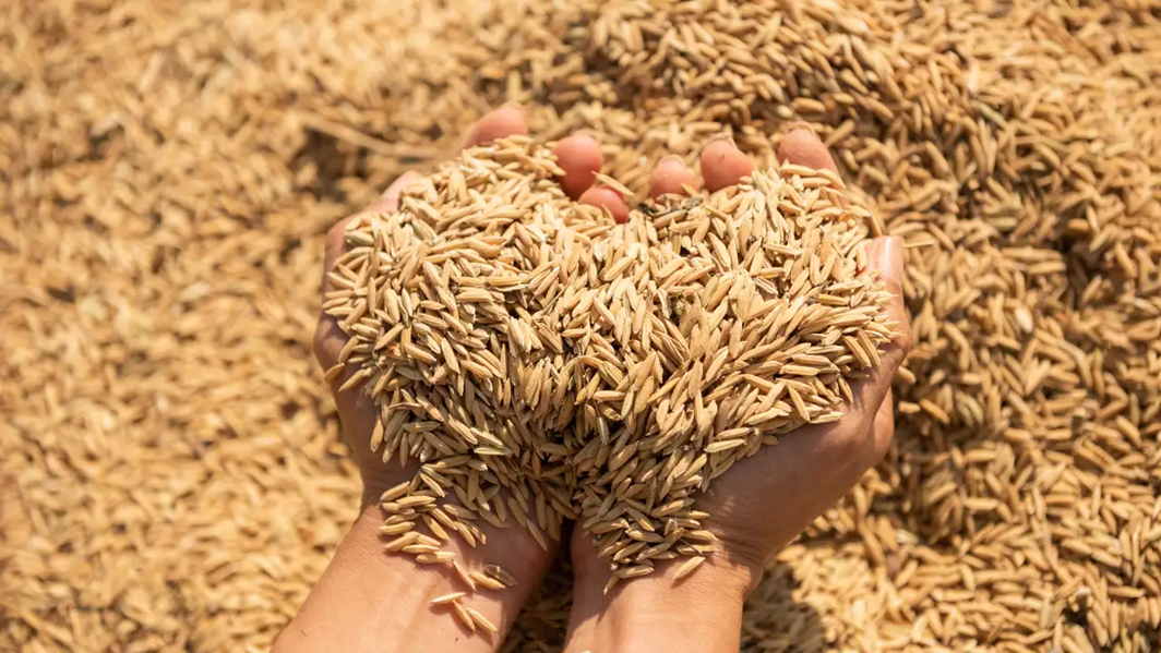 Phụ phẩm không còn là phế phẩm: Doanh nghiệp công nghiệp nông thôn kiếm tiền từ kinh tế tuần hoàn