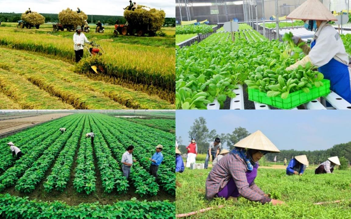 Nông nghiệp công nghiệp hóa: Vì sao nhiều hợp tác xã nông nghiệp