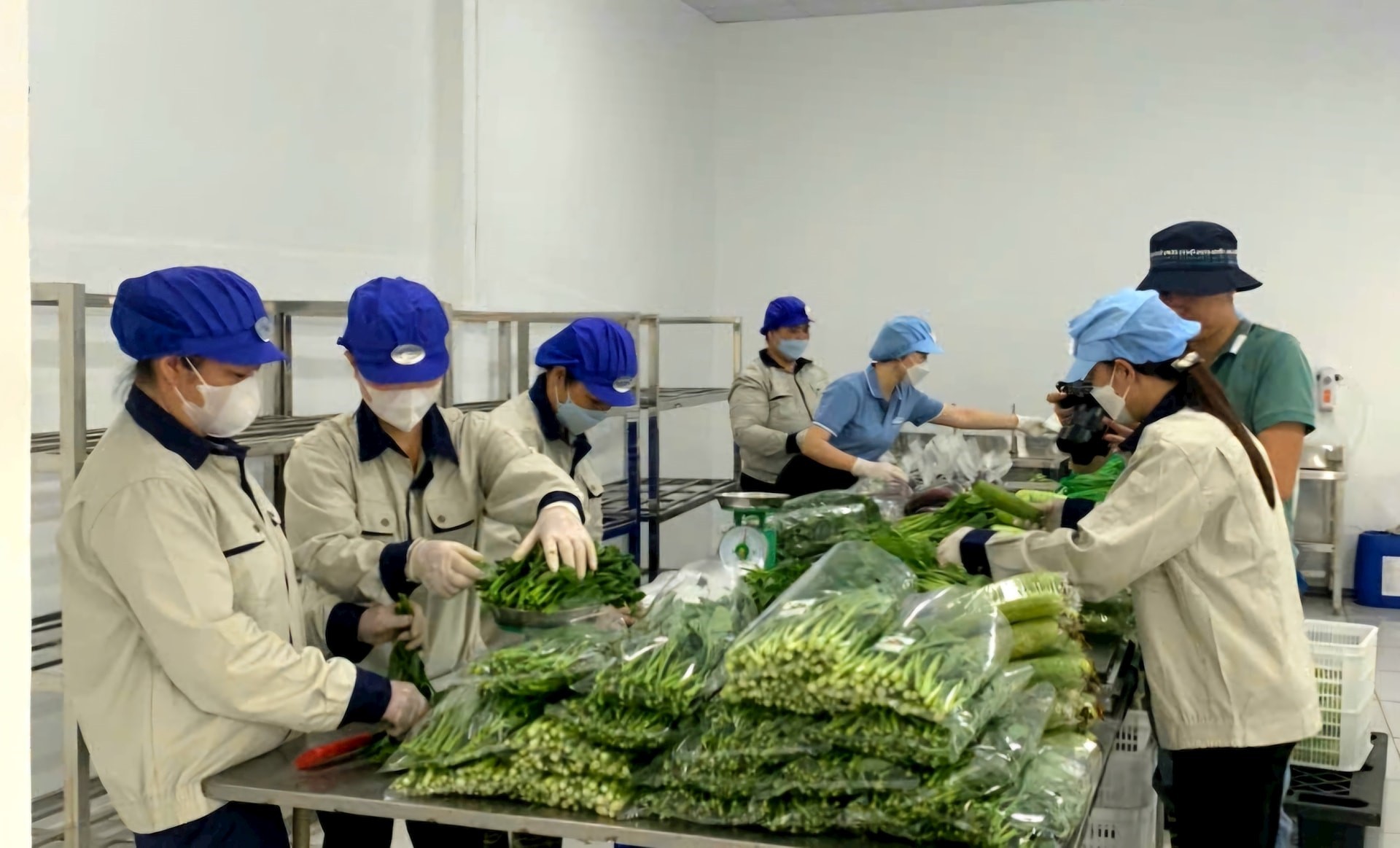 Nông nghiệp công nghiệp hóa: Vì sao nhiều hợp tác xã nông nghiệp
