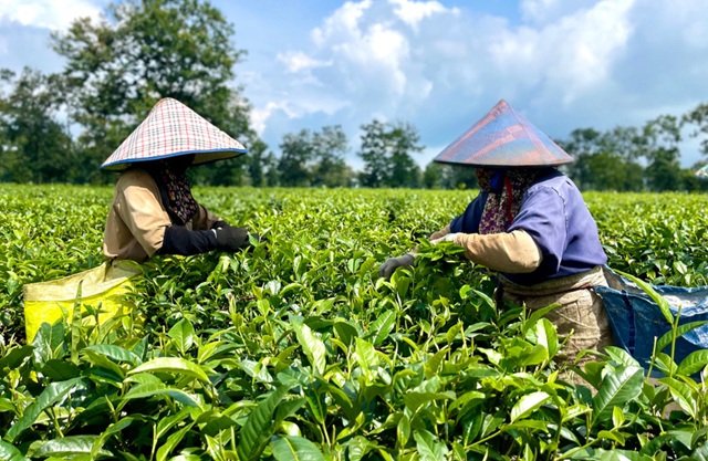 Gia Lai: Khuyến công tiếp sức khu vực kinh tế tư nhân phát triển