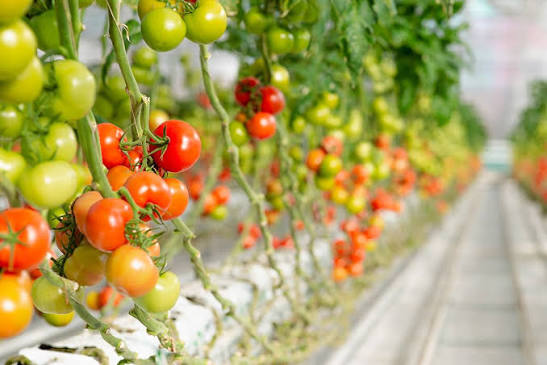 Thiết bị sau thu hoạch: "Mắt xích" quyết định giá trị nông sản xuất khẩu
