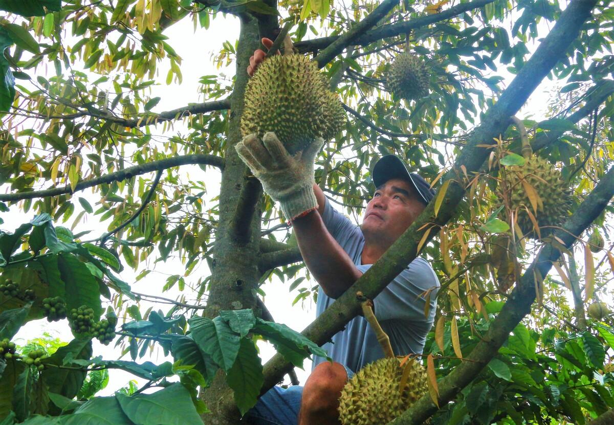 Vườn sầu riêng tại Đắk Lắk bước vào mùa thu hoạch, nguồn nguyên liệu chủ lực phục vụ xuất khẩu.