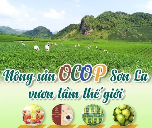 Các sản phẩm nông nghiệp và OCOP của Sơn La ngày càng được chú trọng nâng cao chất lượng, hoàn thiện nhận diện và mở rộng khả năng tiếp cận thị trường.