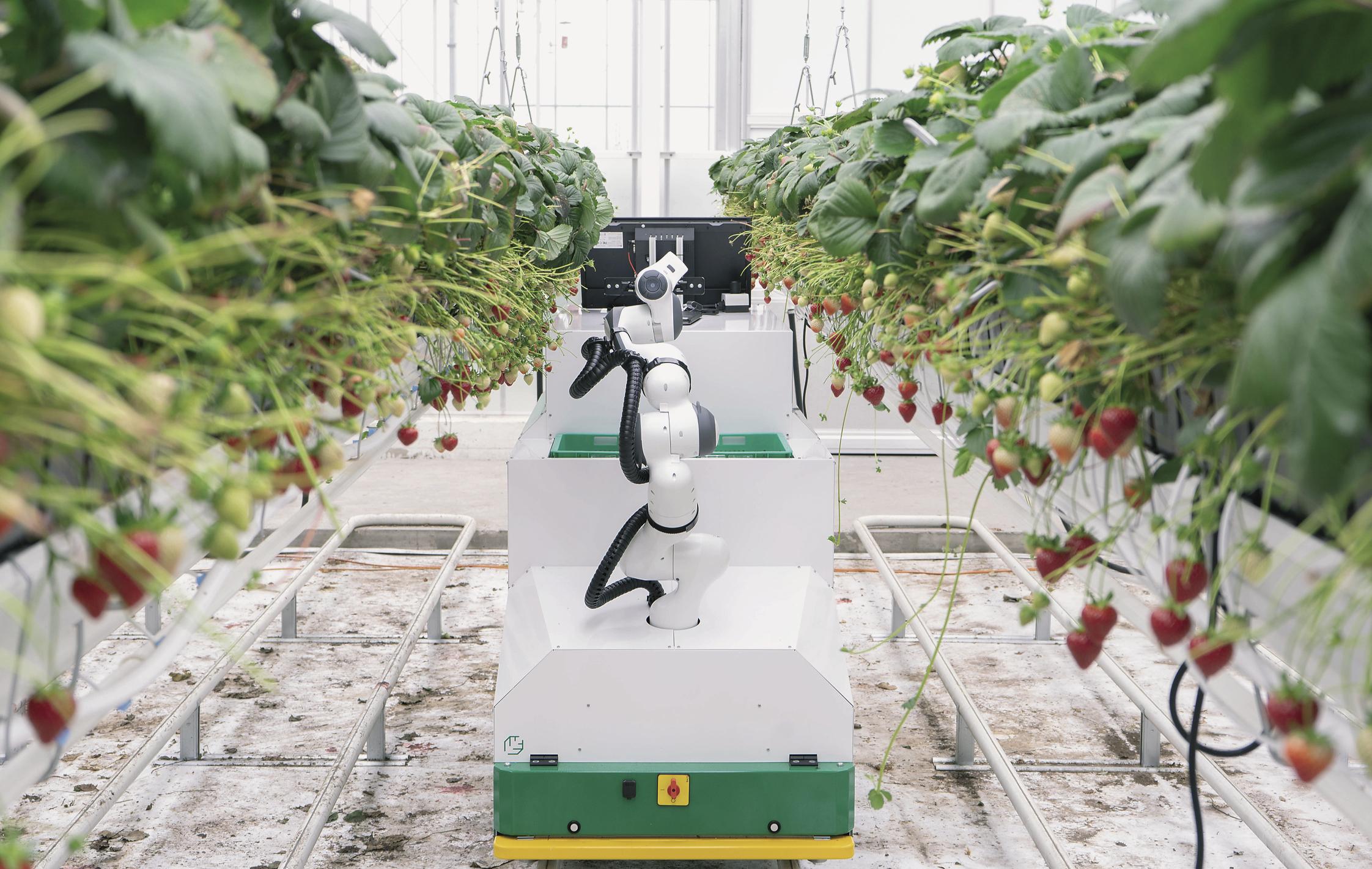 Robot và hệ thống tự động hóa được ứng dụng trong sản xuất nông nghiệp nhằm nâng cao năng suất, giảm chi phí và thiếu hụt lao động.