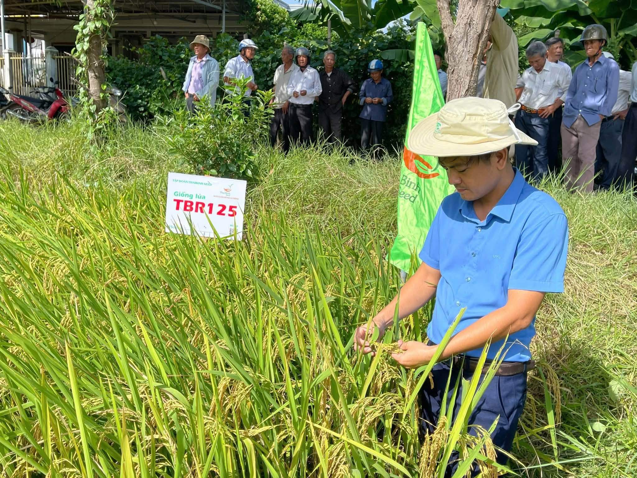 ThaiBinh Seed đưa TBR125 thử sức trên đồng đất Huế