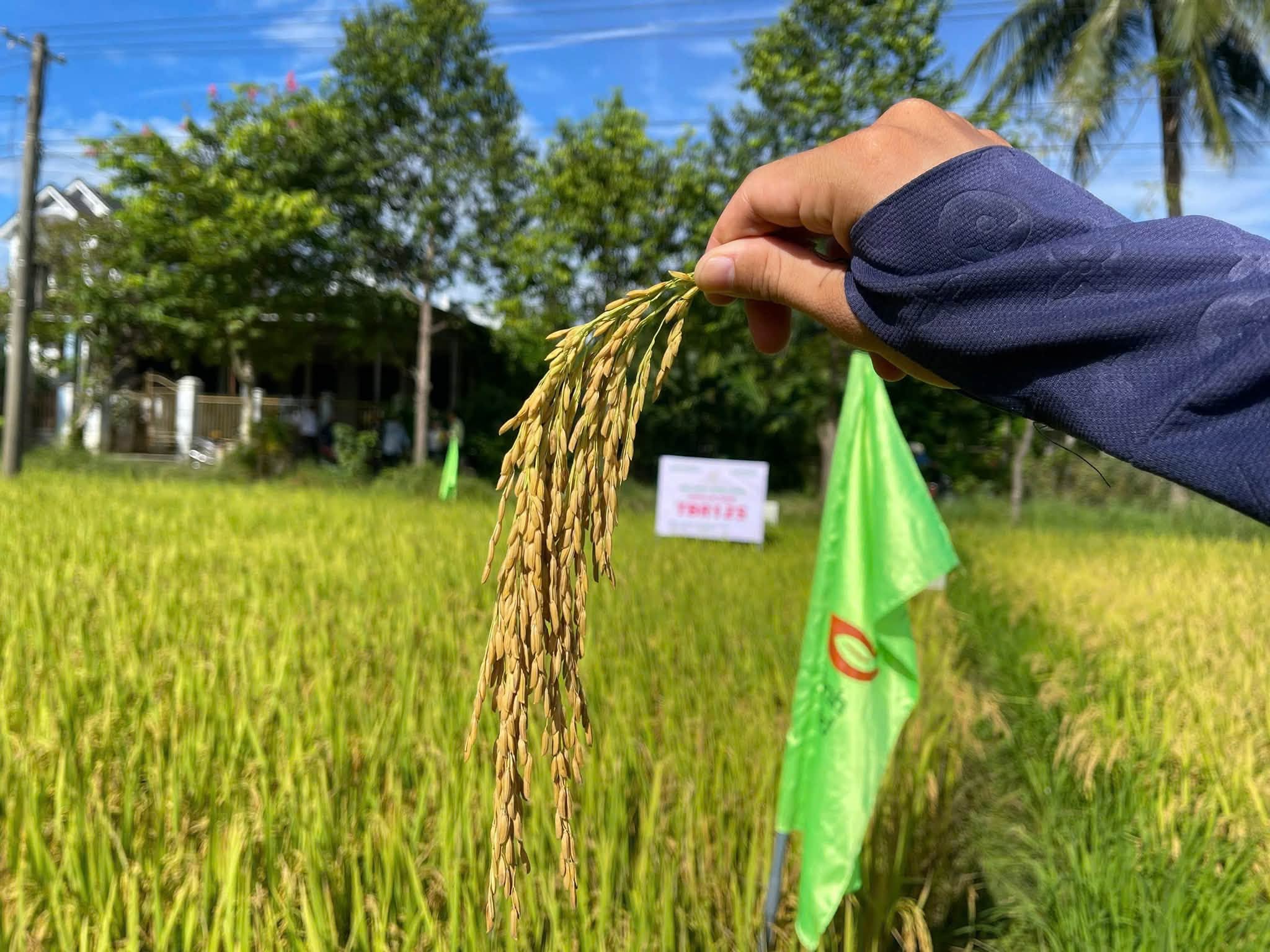 ThaiBinh Seed đưa TBR125 thử sức trên đồng đất Huế
