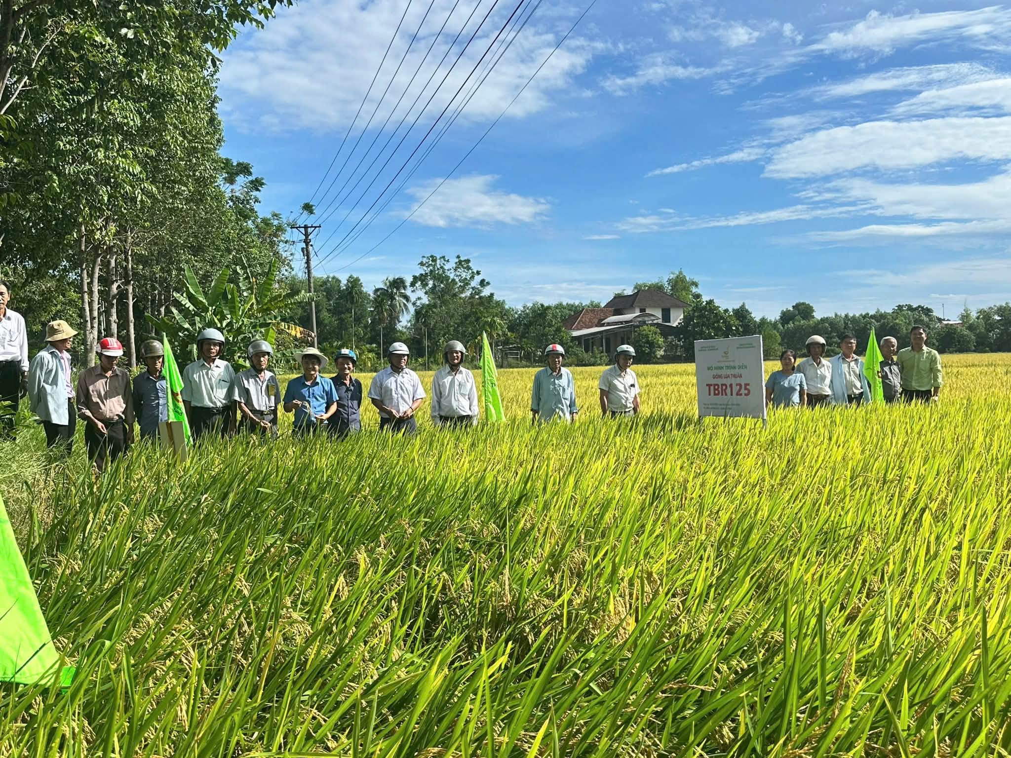 ThaiBinh Seed đưa TBR125 thử sức trên đồng đất Huế