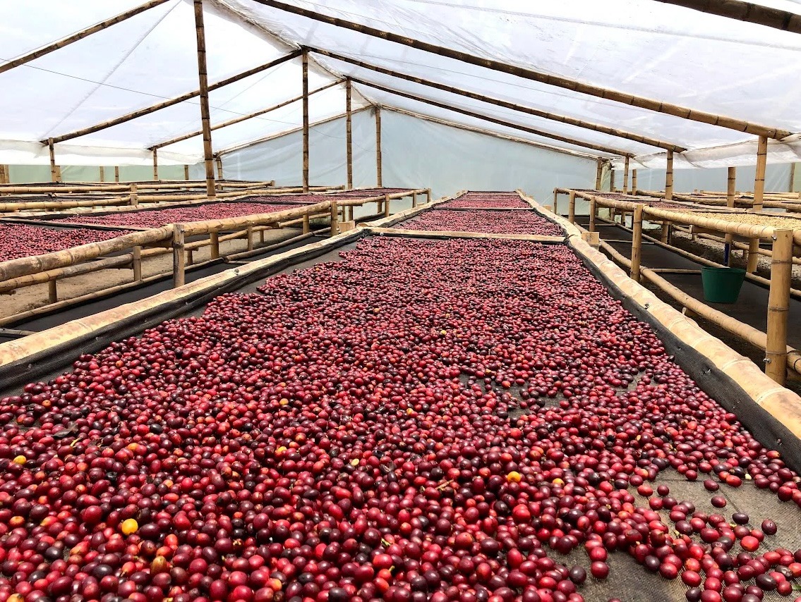 Trạm sơ chế đang trở thành “nút cổ chai” của nông sản Việt