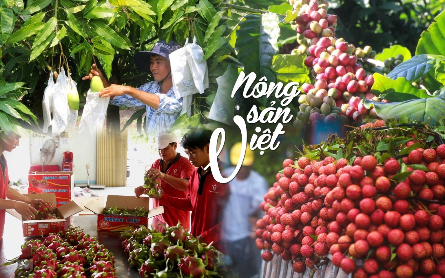 WTO phát đi hơn 50 cảnh báo SPS mới, hàng xuất khẩu Việt chịu sức ép