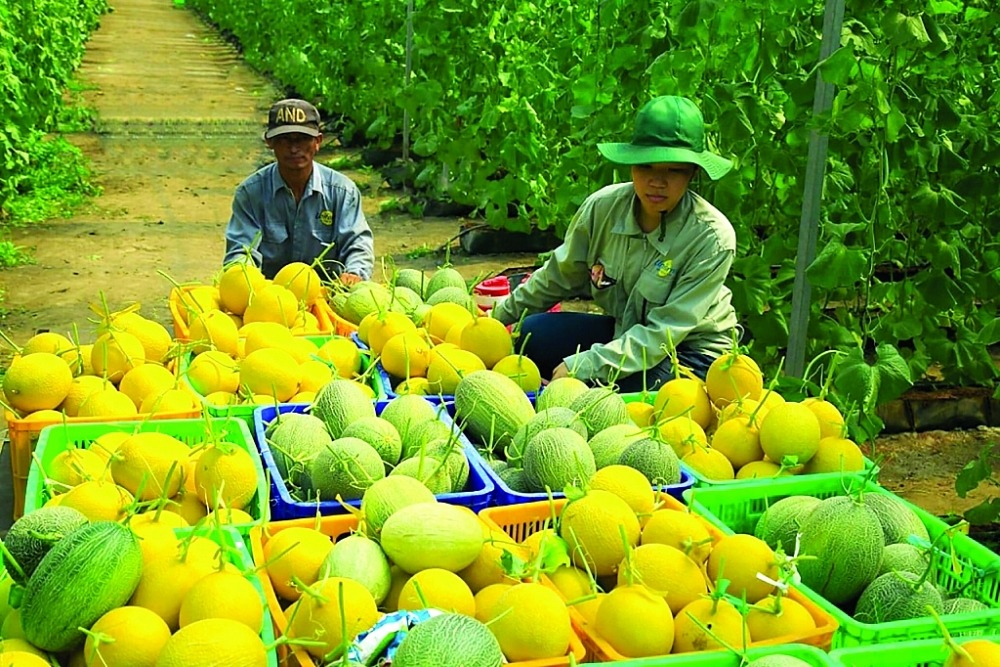 WTO phát đi hơn 50 cảnh báo SPS mới, hàng xuất khẩu Việt chịu sức ép