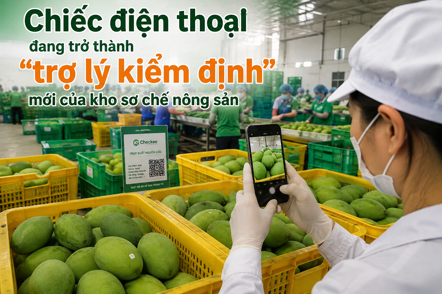 Chiếc điện thoại đang trở thành “trợ lý kiểm định” mới của kho sơ chế nông sản