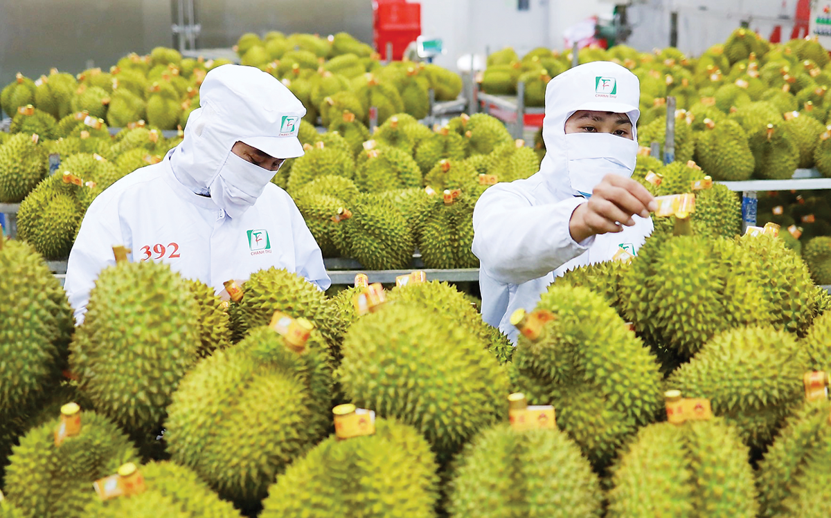 42,8 tỷ USD xuất khẩu sau 7 tháng: Nông sản Việt bước vào cuộc đua mới về chất lượng và giá trị
