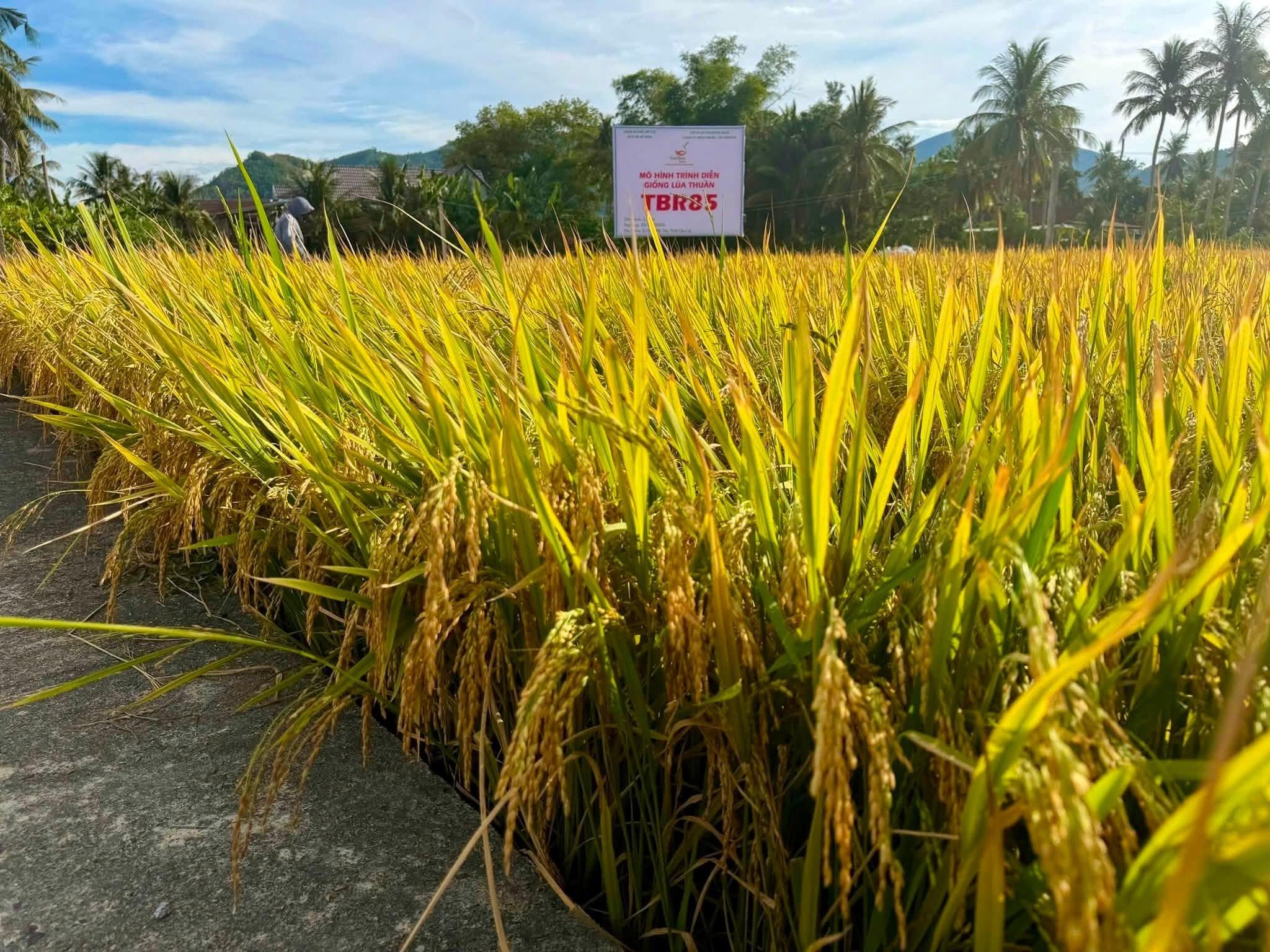 ThaiBinh Seed: TBR85 cho tín hiệu tích cực trước vụ thu hoạch Hè Thu 2026 tại Gia Lai