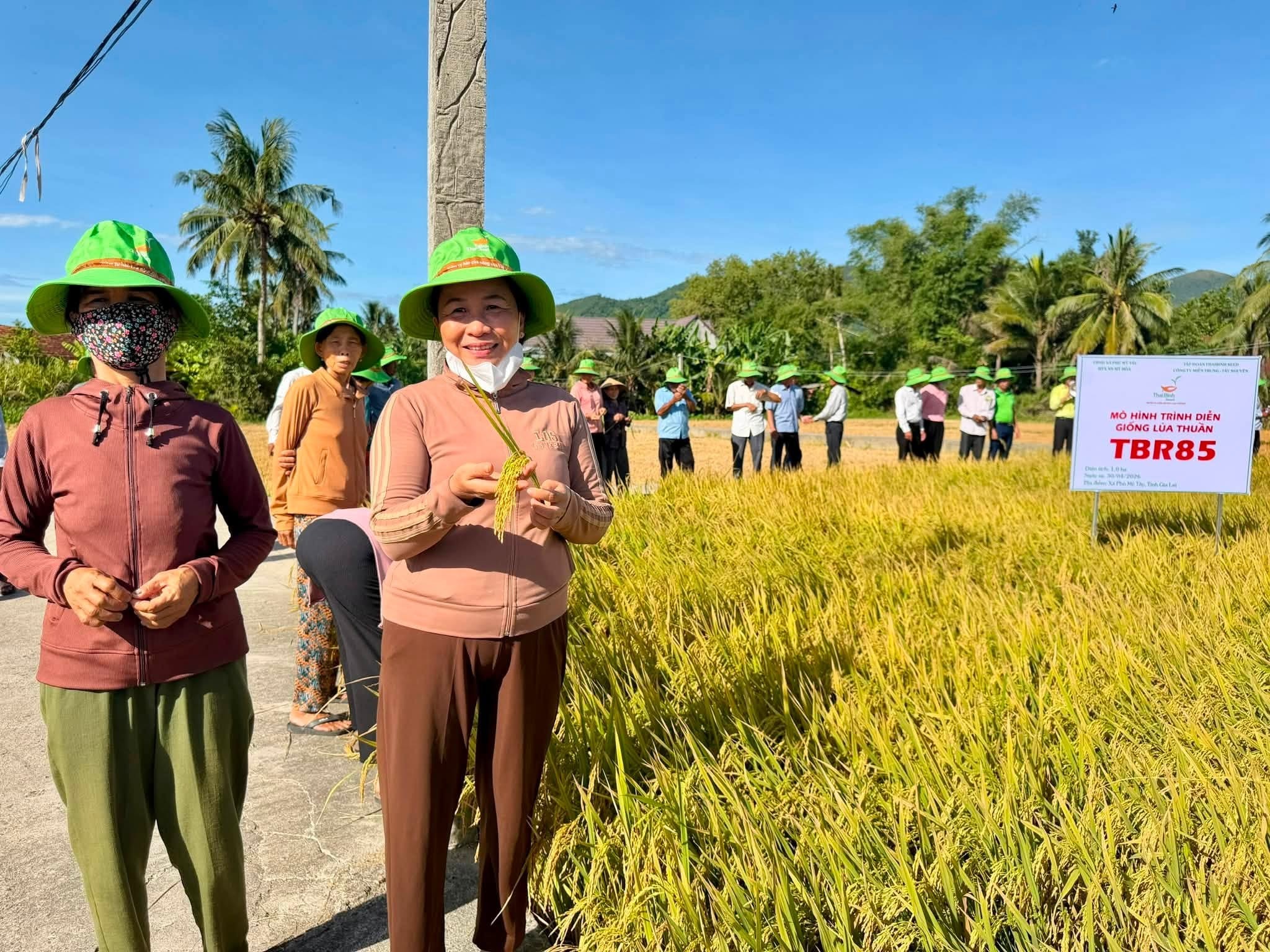 ThaiBinh Seed: TBR85 cho tín hiệu tích cực trước vụ thu hoạch Hè Thu 2026 tại Gia Lai