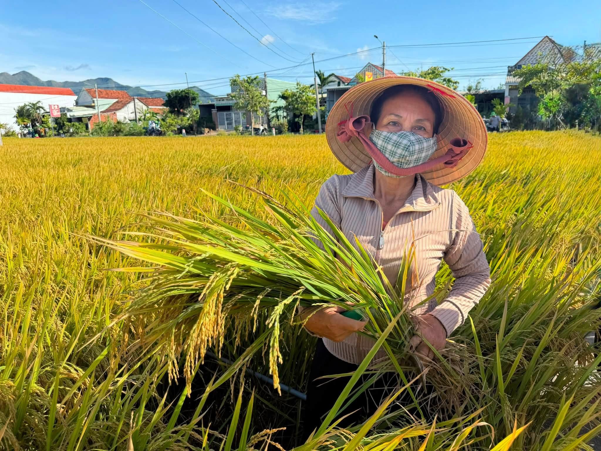 ThaiBinh Seed: TBR85 cho tín hiệu tích cực trước vụ thu hoạch Hè Thu 2026 tại Gia Lai