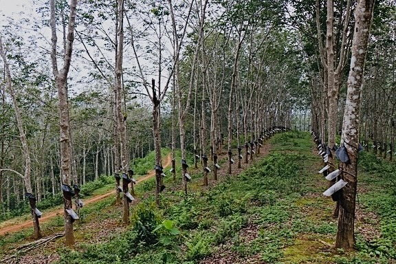 Có vùng nguyên liệu, vì sao nhà máy vẫn khó chủ động đầu vào?