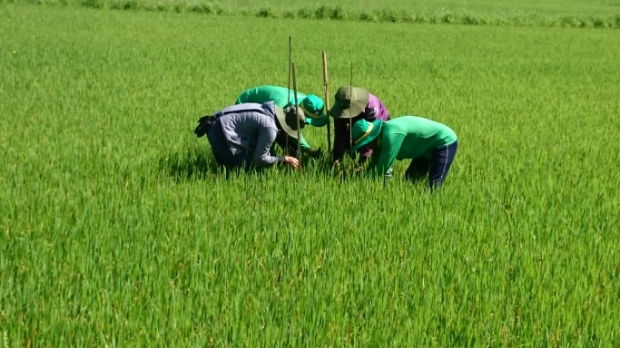 Kiểm tra ruộng sớm sau gieo sạ giúp phát hiện kịp thời những khu vực cây mọc không đều và các vấn đề về nước.