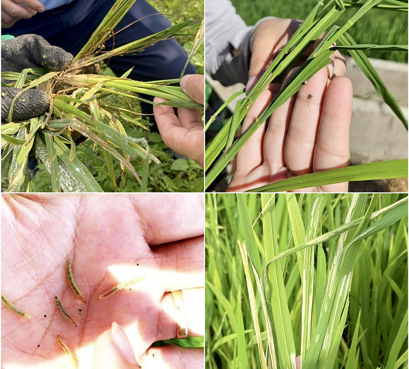 Thường xuyên thăm đồng giúp phát hiện sớm sâu bệnh, hạn chế phải xử lý trên diện rộng.