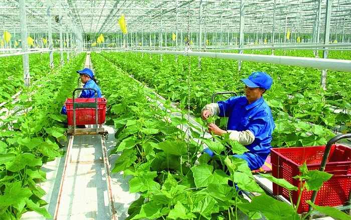 Sản xuất xanh từng được xem là câu chuyện của môi trường, nhưng với doanh nghiệp nông thôn, nó đang dần trở thành câu chuyện của thị trường. Khi khách hàng quan tâm nhiều hơn đến nguồn nguyên liệu, mức tiêu hao năng lượng, phát thải, bao bì và khả năng truy xuất, tiêu chuẩn xanh có thể giúp doanh nghiệp không chỉ sản xuất sạch hơn mà còn chứng minh được thêm giá trị của sản phẩm.
