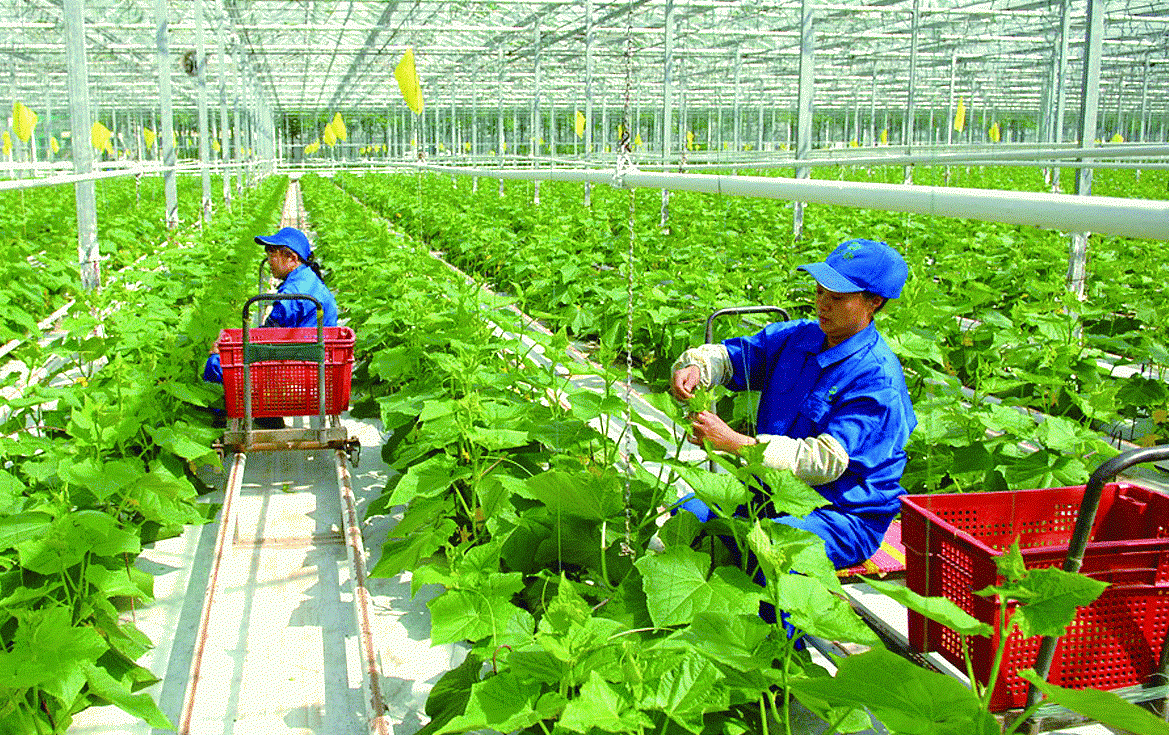 Số hóa nông nghiệp: Mỗi năm đào tạo nghề cho 1,5 triệu lao động nông thôn