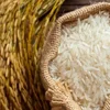Giá lúa gạo hôm nay 16/10: Lúa tươi tăng nhẹ, giá gạo xuất khẩu đi ngang