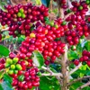 Giá cà phê hôm nay 16/10: Trong nước phục hồi, robusta và arabica đồng loạt tăng