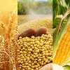 Mở rộng thị trường hàng hóa phái sinh, hướng tới hình thành giá tham chiếu trong nước