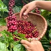 Giá cà phê hôm nay 2/10: Các hợp đồng kỳ hạn giảm, nguồn cung vụ mới được chú ý