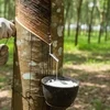 Giá cao su hôm nay 2/10: Giá tại Nhật Bản tăng nhẹ, nguồn cung chịu tác động bởi mưa lớn