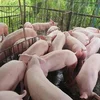 Giá heo hơi hôm nay 5/10: Cả ba miền giảm sâu, giá thấp nhất 54.000 đồng/kg